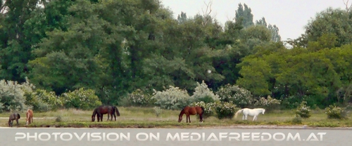 Am Neusiedler See Ufer