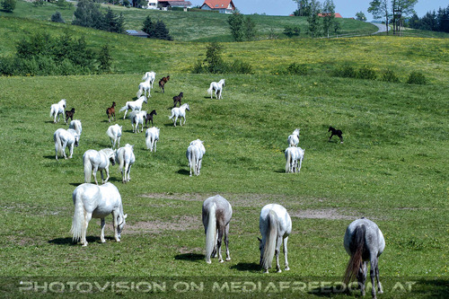Auf der Weide 09
