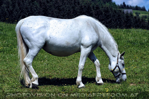Auf der Weide 12