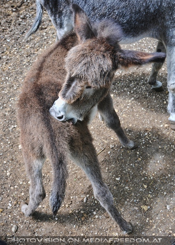 Baby Esel