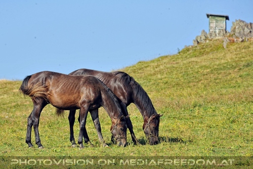 Bei den Junghengsten 05