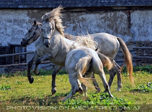 Bei den Junghengsten 15