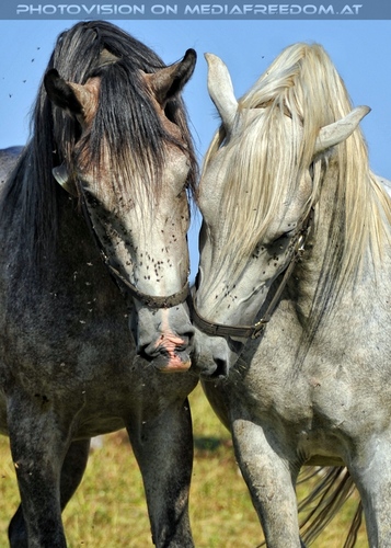 Bei den Junghengsten 17