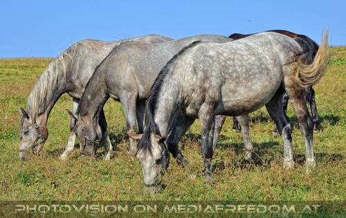 Bei den Junghengsten 21