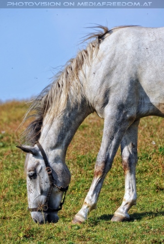 Bei den Junghengsten 25