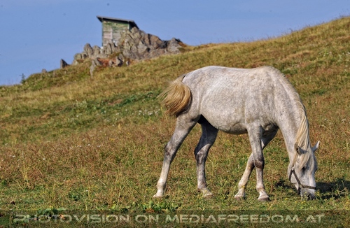 Bei den Junghengsten 27