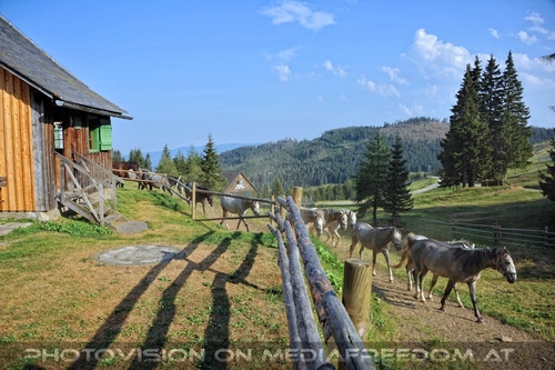 Bei den Junghengsten 30