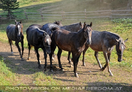 Bei den Junghengsten 33