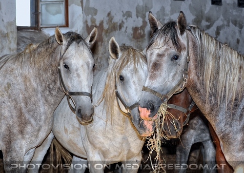 Bei den Junghengsten 34