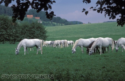 Lipizzaner Weide