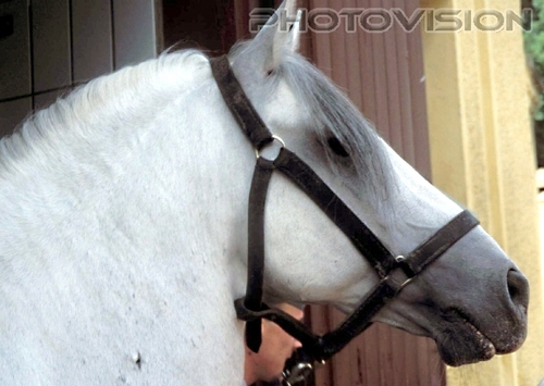 Der Lipizzaner Hengst