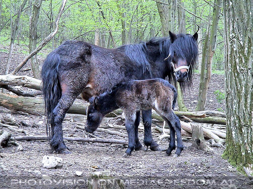 Den Tieren so nah 05