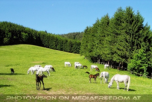 Auf der Lipizzaner Weide 01