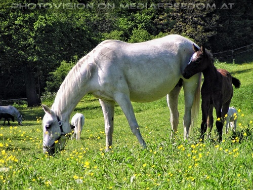 Auf der Lipizzaner Weide 03