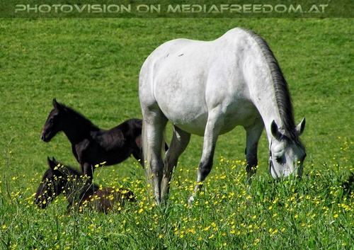 Auf der Lipizzaner Weide 04