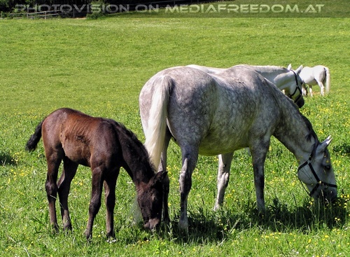 Auf der Lipizzaner Weide 05