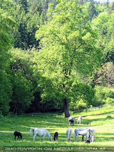 Auf der Lipizzaner Weide 08