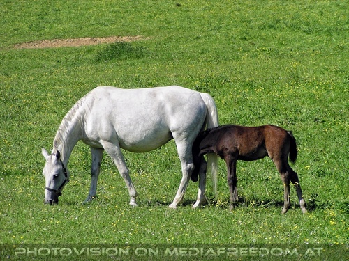 Auf der Lipizzaner Weide 09
