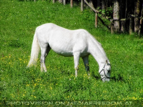 Auf der Lipizzaner Weide 10