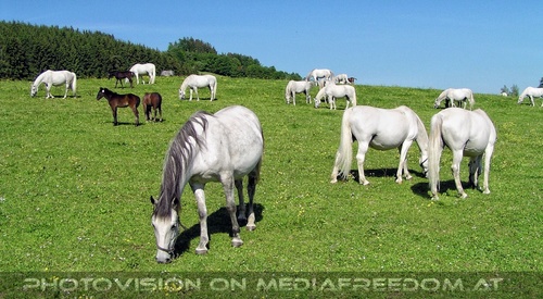 Auf der Lipizzaner Weide 13
