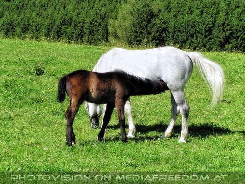 Auf der Lipizzaner Weide 15