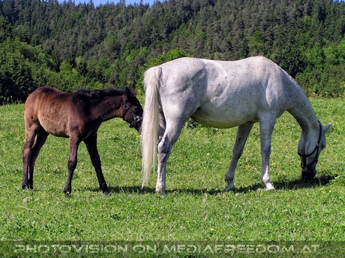 Auf der Lipizzaner Weide 16