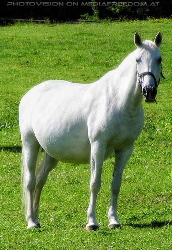 Auf der Lipizzaner Weide 26