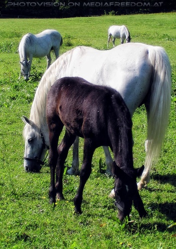 Auf der Lipizzaner Weide 27