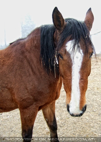 Die Tierretter von Aiderbichl 02
