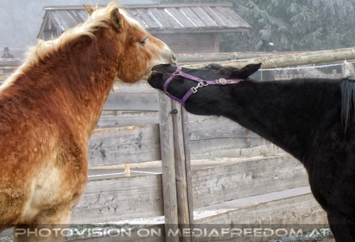 Die Tierretter von Aiderbichl 05