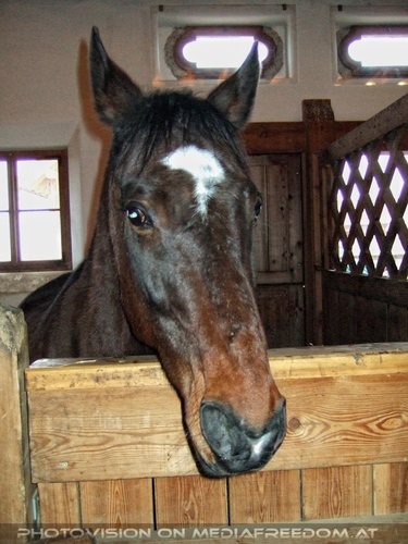 Die Tierretter von Aiderbichl 26