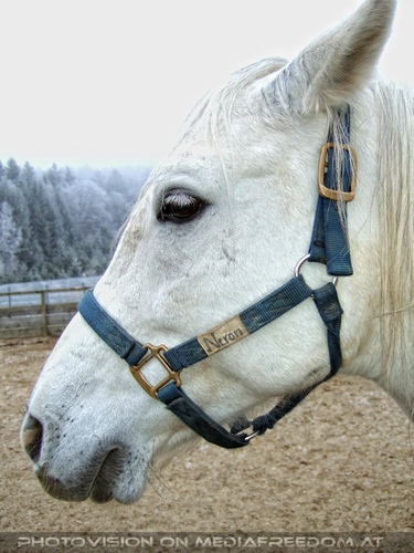 Die Tierretter von Aiderbichl 29