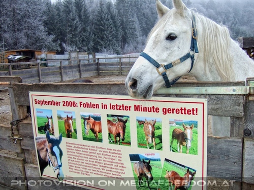 Die Tierretter von Aiderbichl 30