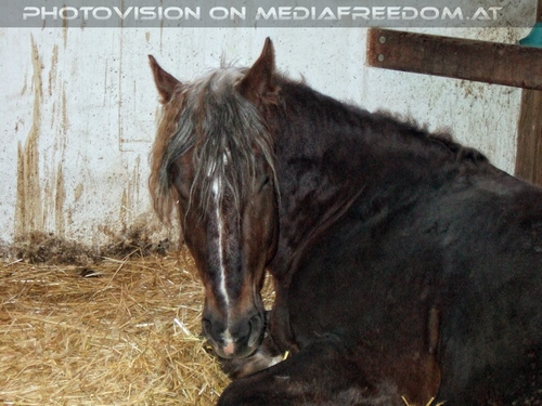 Die Tierretter von Aiderbichl 36