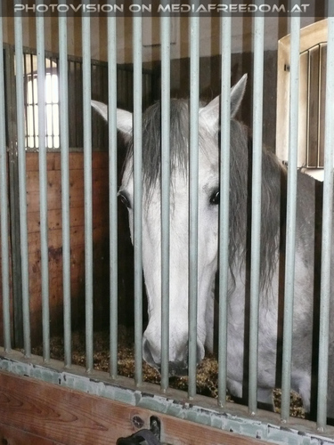 Schau mir in die Augen....