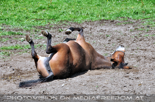 Ein Paradies f�r Tiere 27