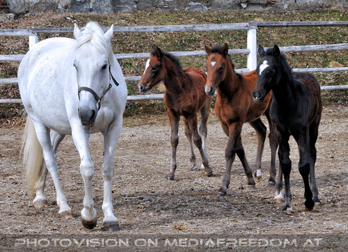 Stuten mit ihren Fohlen 03