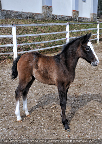 Stuten mit ihren Fohlen 09