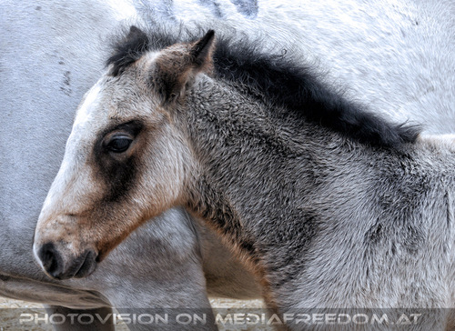 Stuten mit ihren Fohlen 10