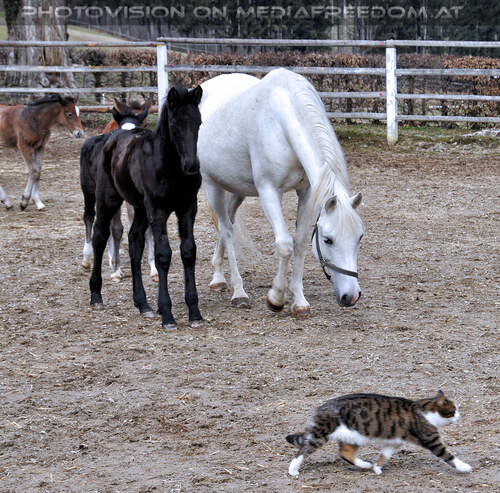 Stuten mit ihren Fohlen 20