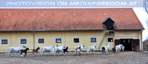 Stuten mit ihren Fohlen 27