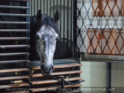 Lipizzaner Blick - aus den Stallungen