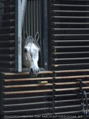 Lipizzaner Blick - aus den Stallungen