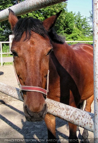 Die alten Stallungen 27