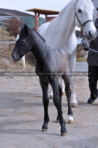 Die Fohlenpr�sentation 21