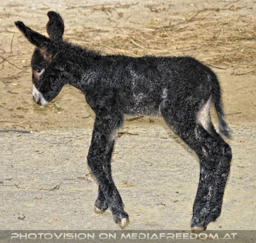 Esel Fohlen