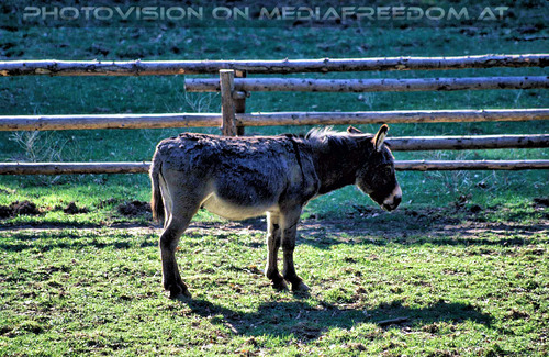 Im Naturpark 10: Esel