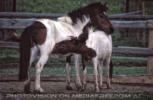 Fohlen an der Tr�nke