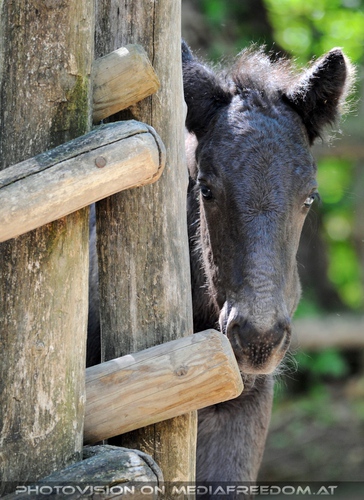Frisches Fohlen
