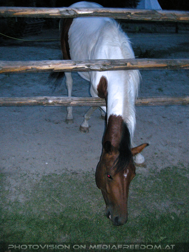 50th independence Birthday 16